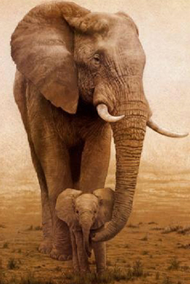 elephant south africa 